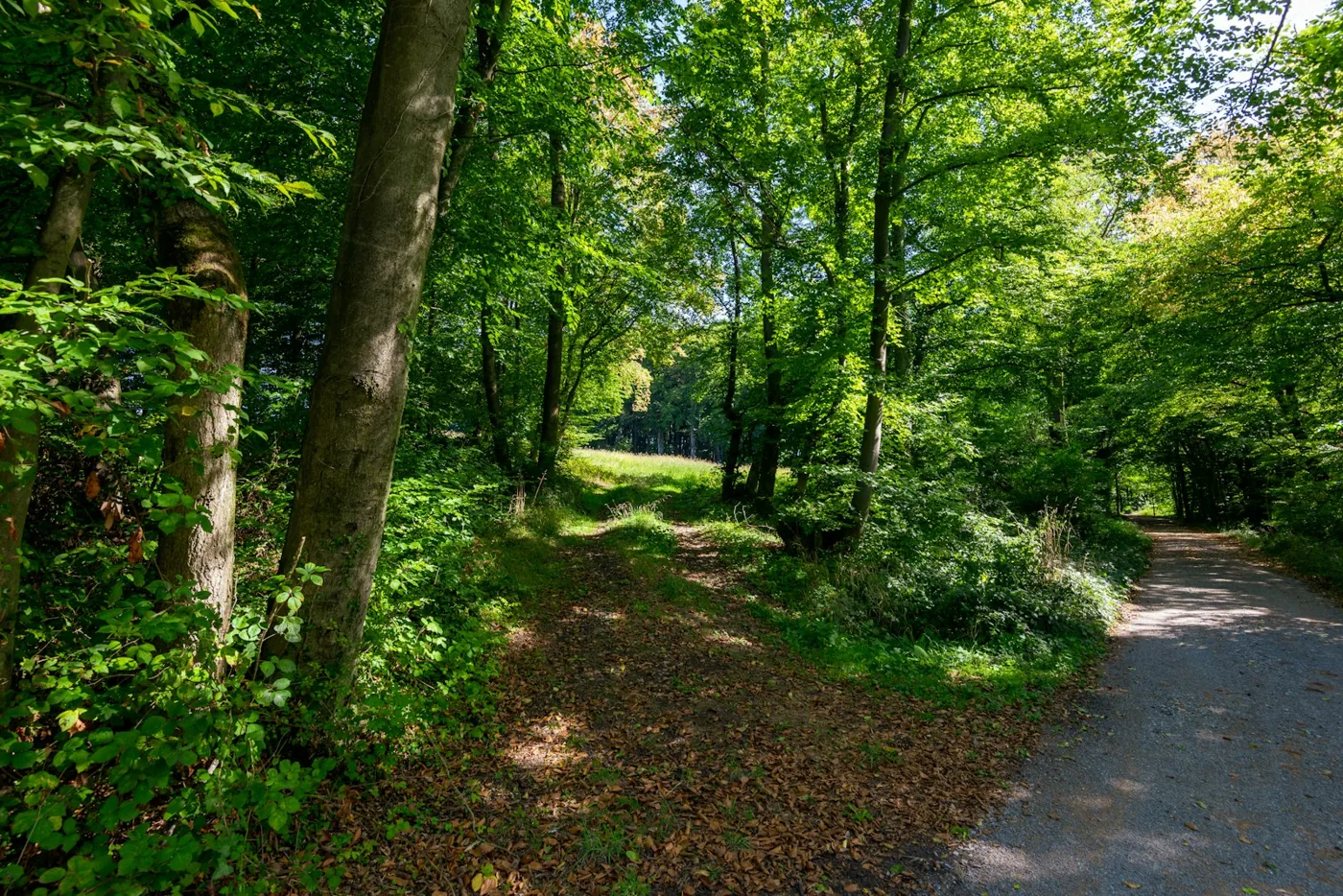 Dois caminhos se separam em uma floresta verde.